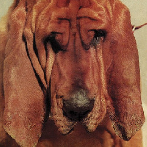 Segall, Ty: Goodbye Bread - VINYL LP